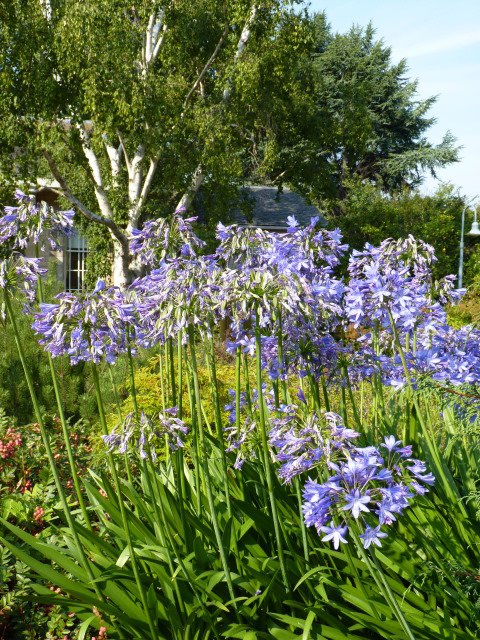 Agapanthus praecox ssp.orientalis